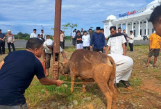 46 Sapi Kurban Pemkot Bengkulu Dibagikan ke Beberapa Masjid