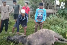 Realisasikan Janji Kampanye, Bupati Seluma Kurban 6 Ekor Kerbau