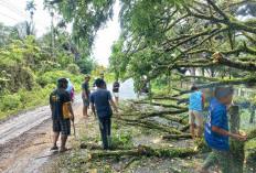 Patut Dicontoh, Warga Desa Linau Gotong Royong Bersihkan Pohon Tumbang