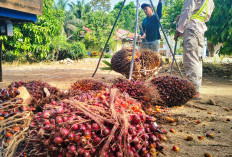 Harga Sawit Terkini di Mukomuko Hampir Menyentuh Angka Rp 3.000 per Kilogram