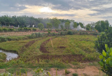 Lahan Sawah Daerah Irigasi Sayap Kiri Bendung Manjunto Mayoritas Tidak Digarap