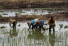 Petani Pesimis, Program Cetak Sawah di Seluma Terealisasi
