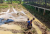 Petani Mukomuko Lakukan Penyemprotan Percepat Pembusukan Jerami Padi, Kurangi Risiko Gagal Panen 