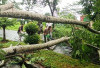 Pohon Tumbang, Nyaris Timpa Pengendara