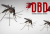 Waspada DBD di Provinsi Bengkulu, Dua Siswa Meninggal, 358 Kasus Tercatat 