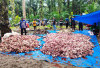 Desa di Mukomuko Ini Potong 49 Ekor Hewan Kurban Sapi dan Kerbau, Daging Sampai Menggunung