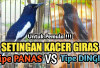 Tips Perawatan Kacer Tipe panas dan burung Kacer Tipe Dingin