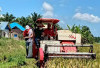 Harga Gabah Bikin Petani Mukomuko Senyum