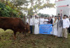 Sapi Kurban Presiden RI Berbobot 890 Kg Dipotong di Masjid Baitul Falihin
