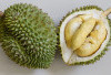 5 Buah Durian Ini Tergolong Termahal Didunia, Harganya Mencapai Puluhan Hingga Ratusan Juta Rupiah