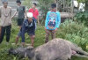 Realisasikan Janji Kampanye, Bupati Seluma Kurban 6 Ekor Kerbau